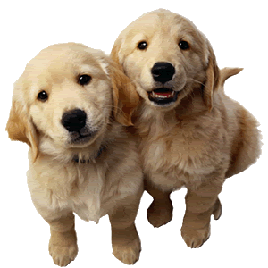 two-puppies